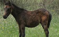 13-Resident brumby foal at Buckwong Hut